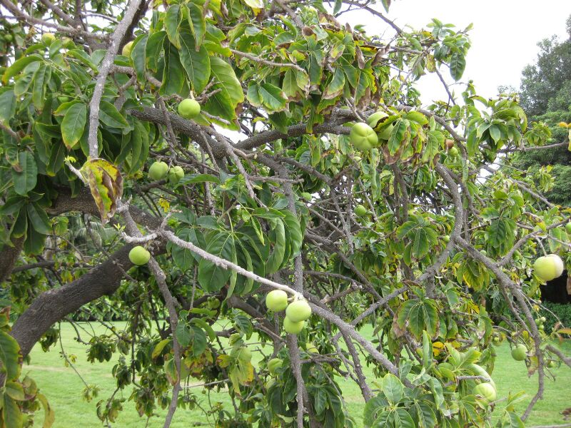 File:IMG 5367 hunt0904.jpg