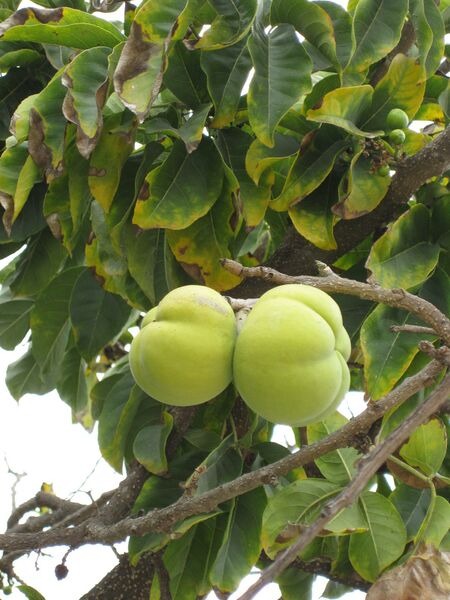 File:IMG 5369 hunt0904.jpg