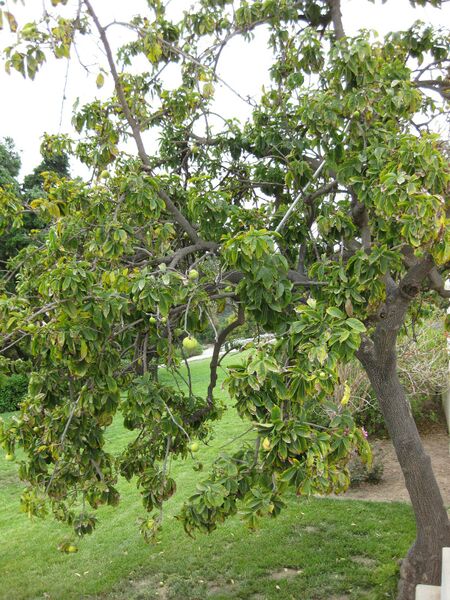 File:IMG 5370 hunt0904.jpg