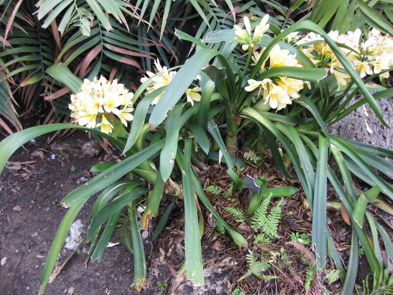 File:IMG 5371 hunt0904.jpg