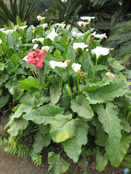 File:IMG 5372 hunt0904.jpg