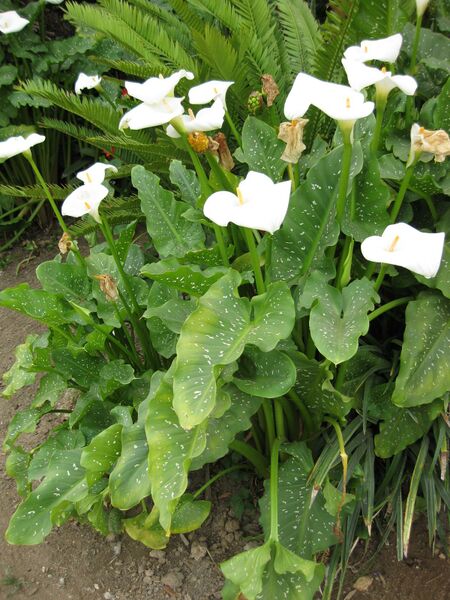 File:IMG 5373 hunt0904.jpg