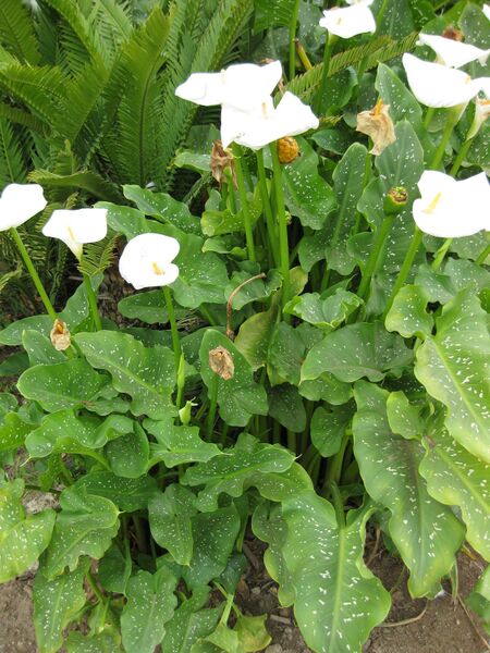 File:IMG 5374 hunt0904.jpg