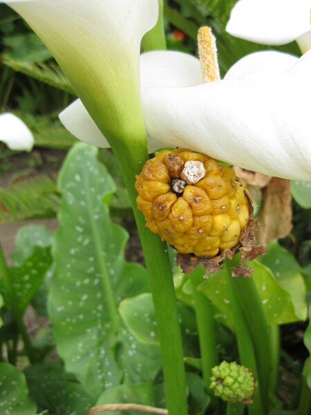 File:IMG 5376 hunt0904.jpg