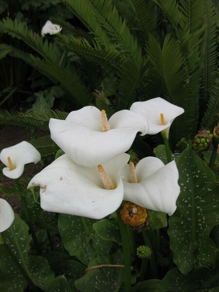 File:IMG 5377 hunt0904.jpg