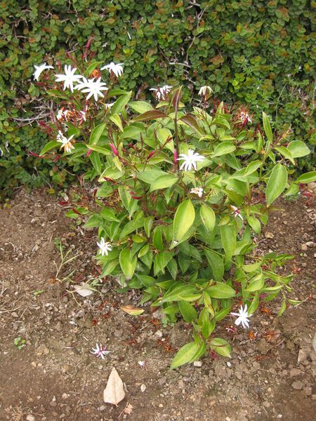 File:IMG 6812 hunt09jun.jpg