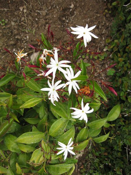 File:IMG 6813 hunt09jun.jpg