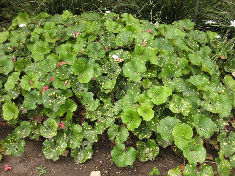 File:IMG 6819 hunt09jun.jpg