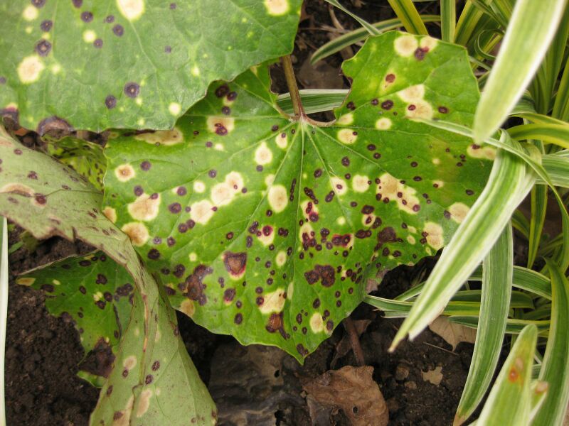 File:IMG 6821 hunt09jun.jpg