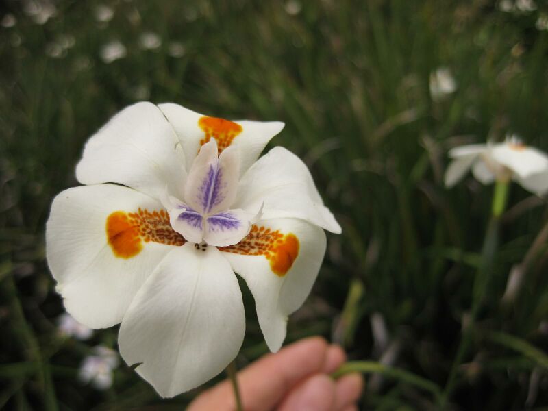 File:IMG 6825 hunt09jun.jpg