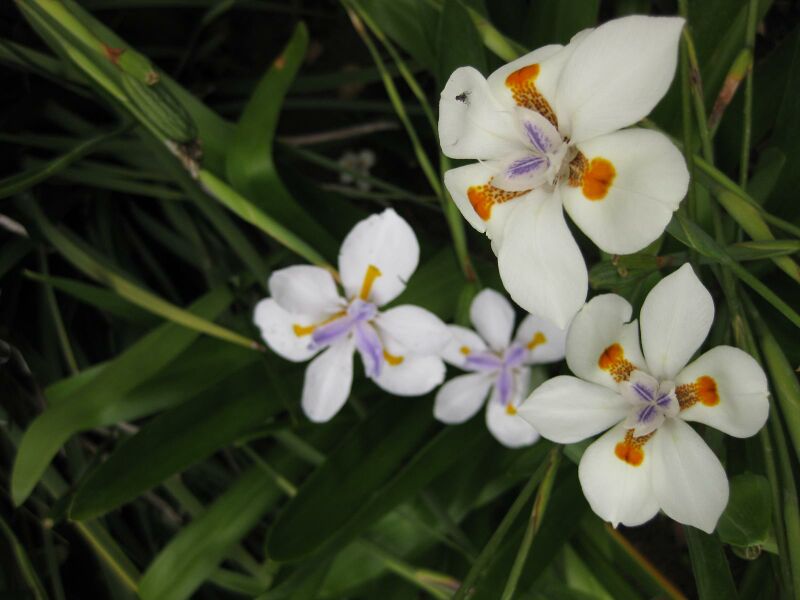 File:IMG 6826 hunt09jun.jpg