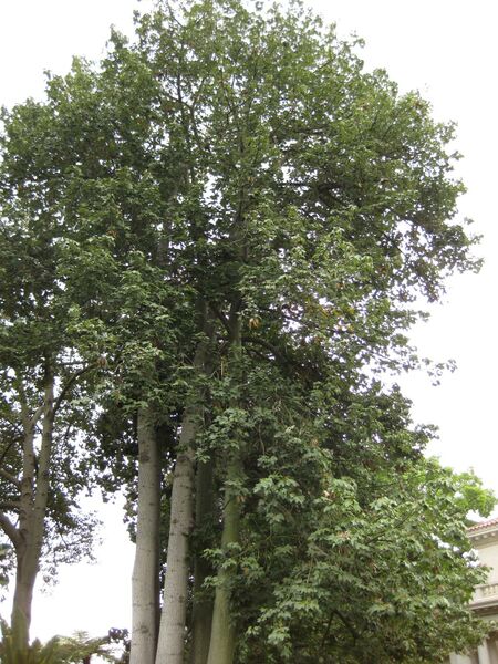 File:IMG 6827 hunt09jun.jpg