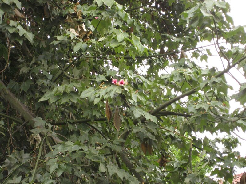 File:IMG 6828 hunt09jun.jpg