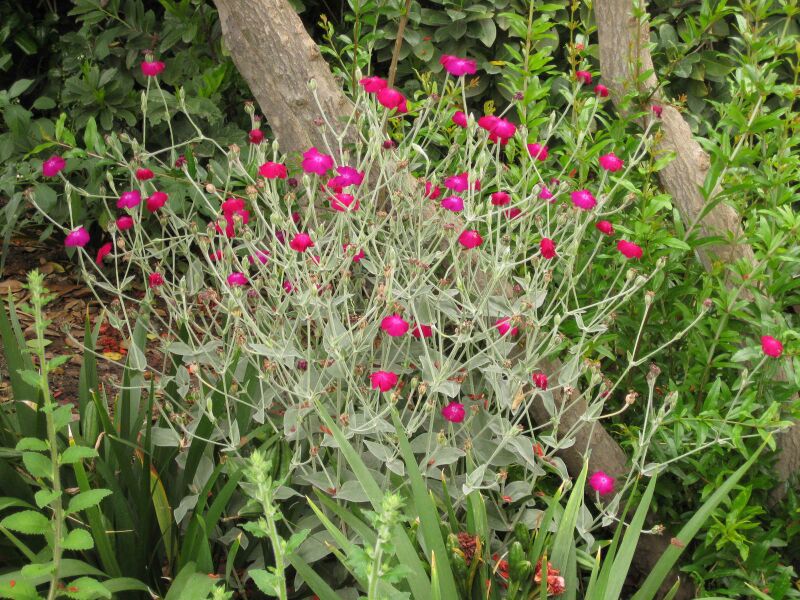 File:IMG 6833 hunt09jun.jpg