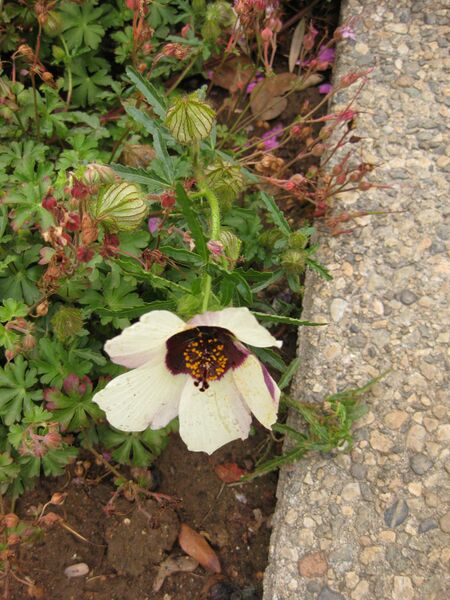 File:IMG 6838 hunt09jun.jpg