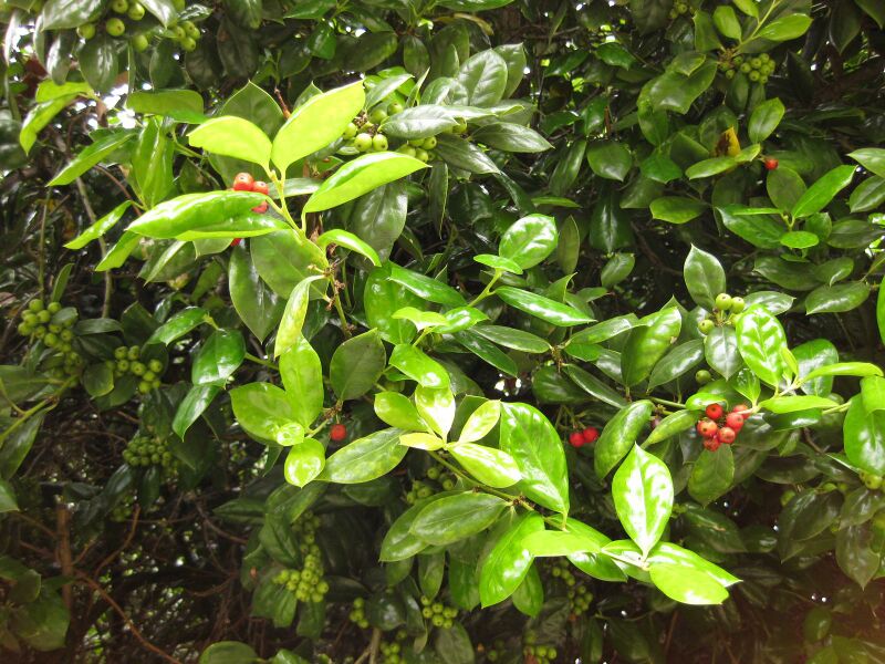 File:IMG 6840 hunt09jun.jpg