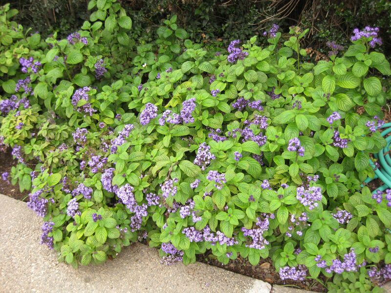 File:IMG 6841 hunt09jun.jpg