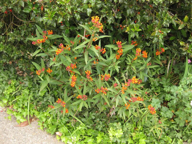 File:IMG 6843 hunt09jun.jpg