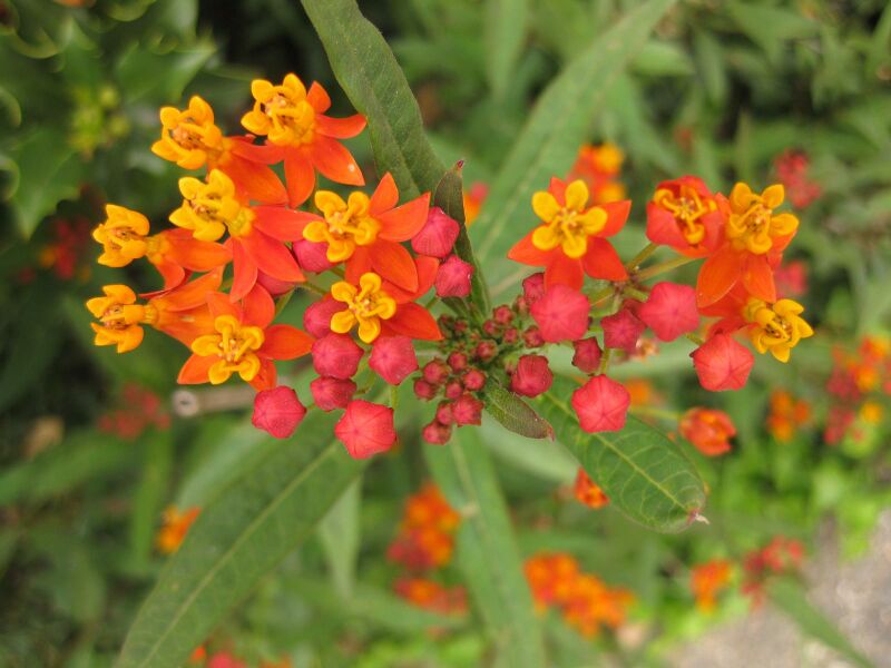 File:IMG 6844 hunt09jun.jpg