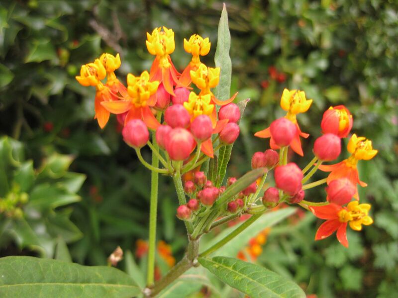 File:IMG 6845 hunt09jun.jpg