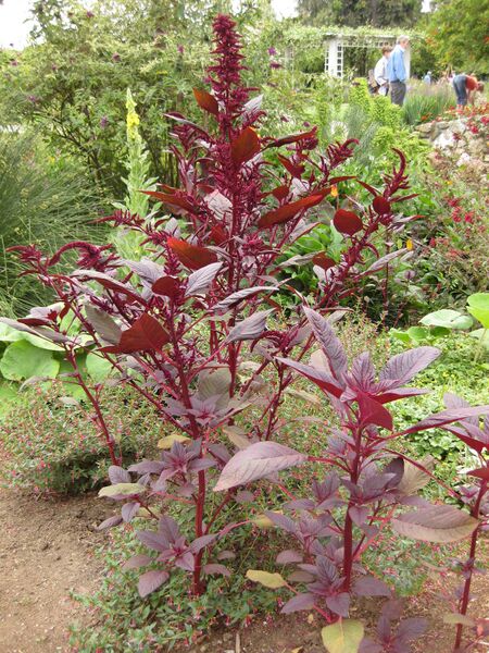 File:IMG 6846 hunt09jun.jpg