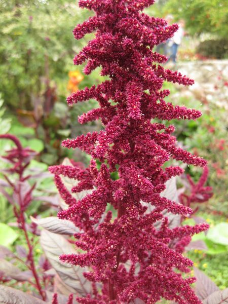 File:IMG 6847 hunt09jun.jpg