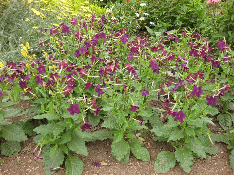 File:IMG 6851 hunt09jun.jpg