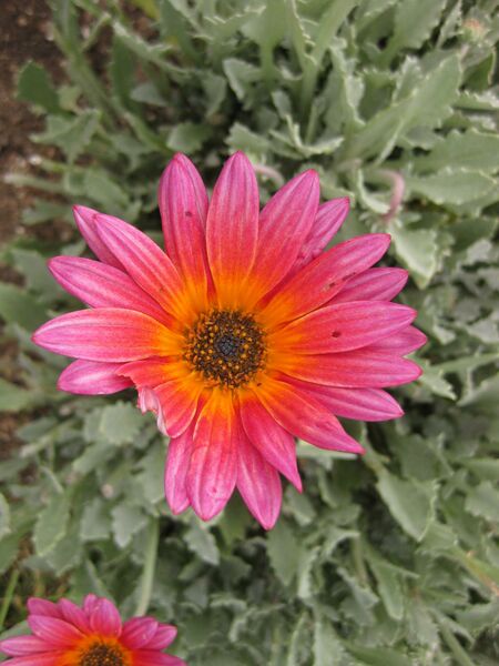 File:IMG 6854 hunt09jun.jpg