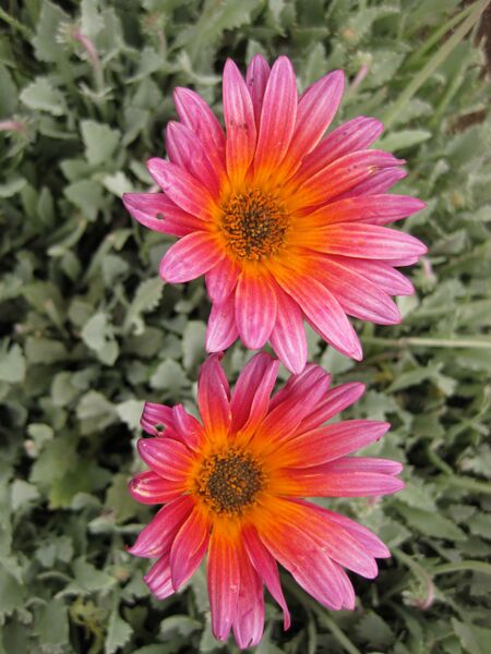 File:IMG 6855 hunt09jun.jpg