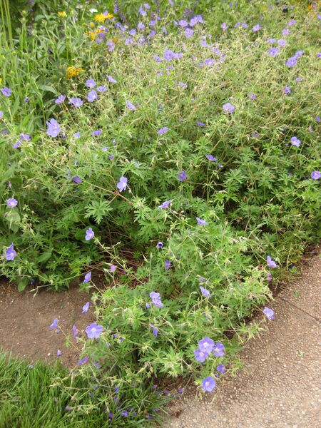 File:IMG 6859 hunt09jun.jpg