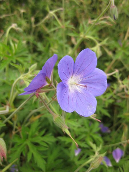 File:IMG 6860 hunt09jun.jpg