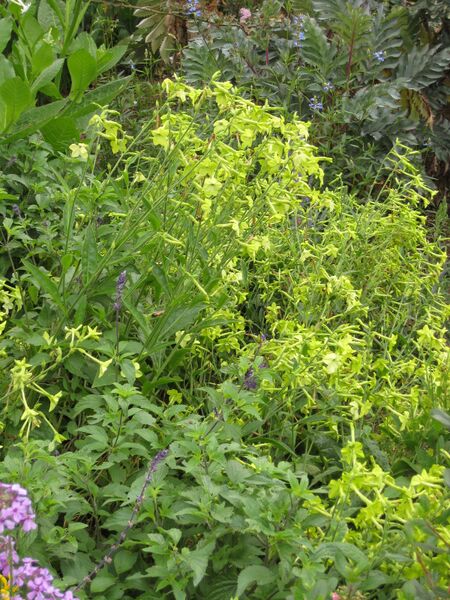 File:IMG 6862 hunt09jun.jpg