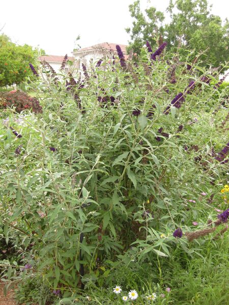 File:IMG 6864 hunt09jun.jpg