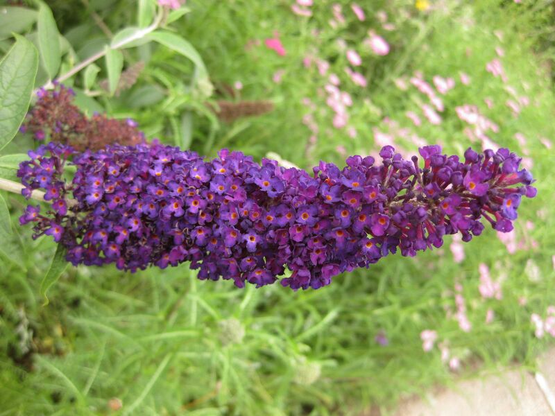 File:IMG 6865 hunt09jun.jpg