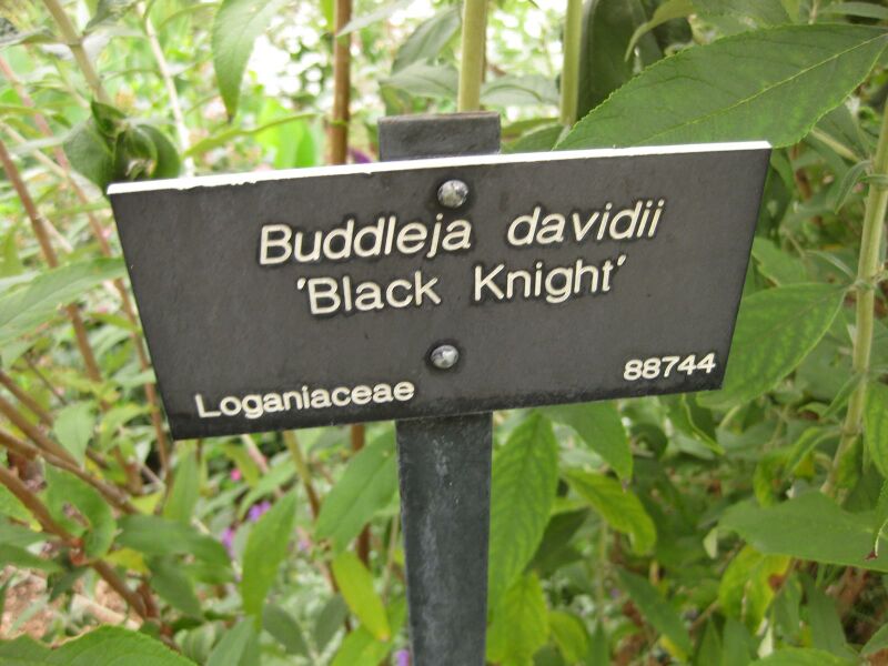 File:IMG 6866 hunt09jun.jpg