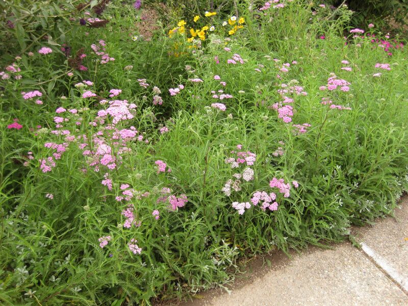 File:IMG 6867 hunt09jun.jpg