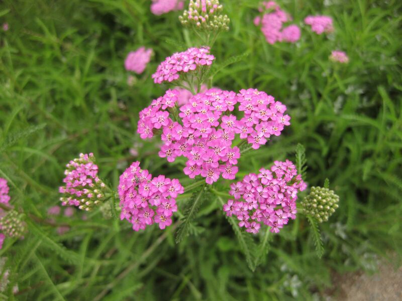 File:IMG 6868 hunt09jun.jpg