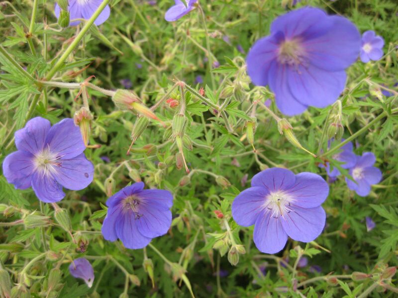 File:IMG 6870 hunt09jun.jpg