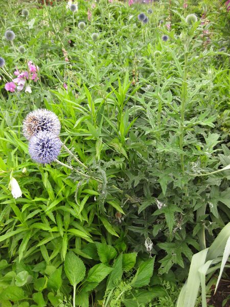 File:IMG 6871 hunt09jun.jpg