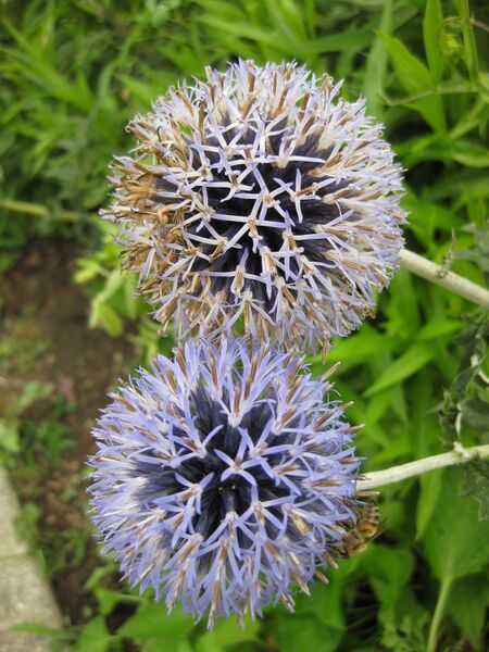 File:IMG 6872 hunt09jun.jpg