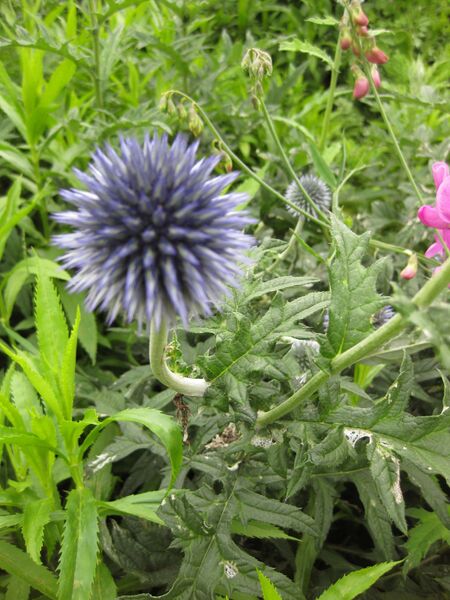 File:IMG 6873 hunt09jun.jpg