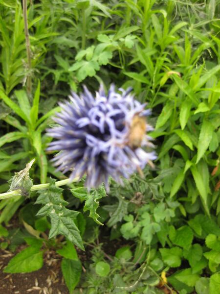 File:IMG 6874 hunt09jun.jpg