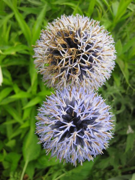 File:IMG 6875 hunt09jun.jpg