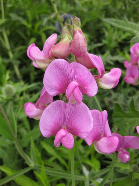 File:IMG 6876 hunt09jun.jpg