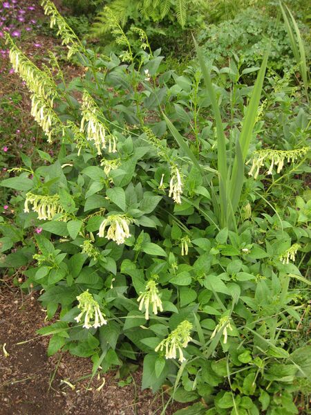 File:IMG 6878 hunt09jun.jpg