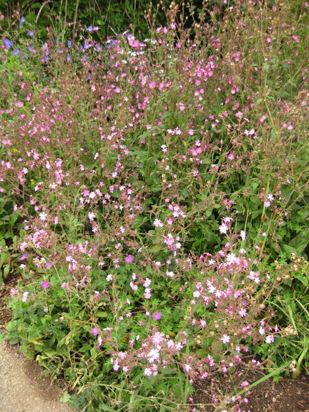 File:IMG 6879 hunt09jun.jpg