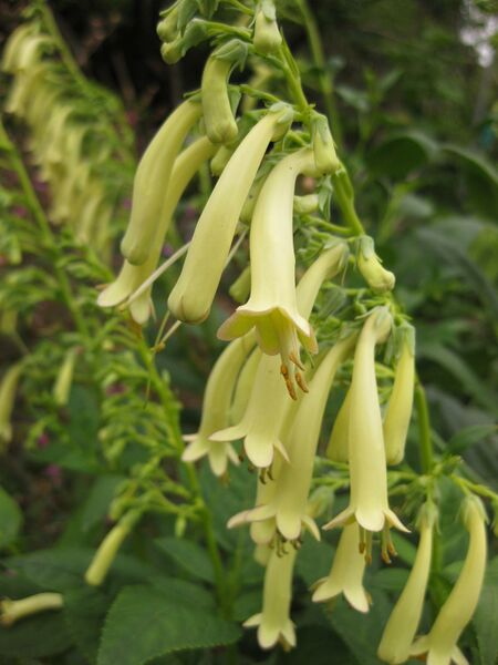 File:IMG 6880 hunt09jun.jpg