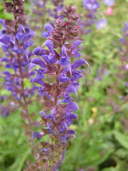 File:IMG 6883 hunt09jun.jpg