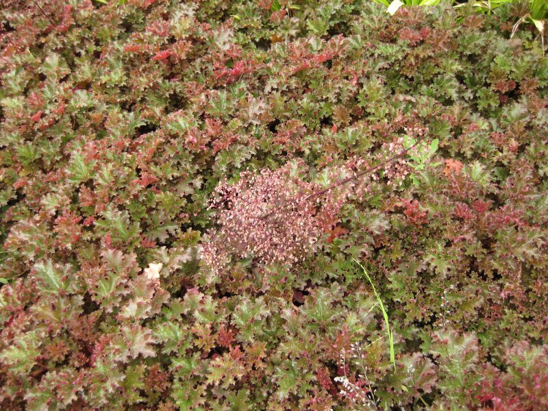 File:IMG 6884 hunt09jun.jpg