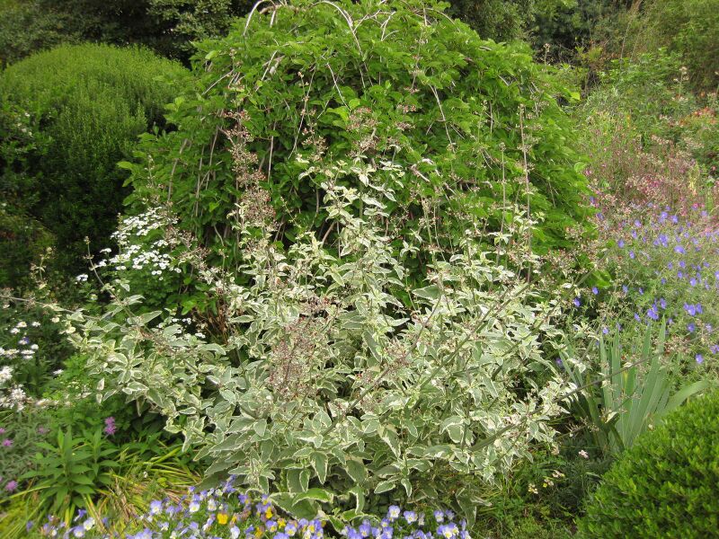 File:IMG 6885 hunt09jun.jpg